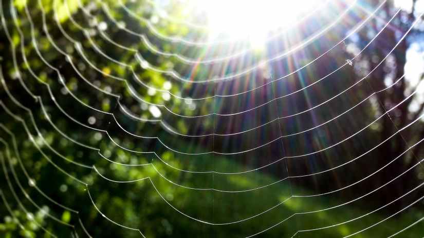 spider web in closeup photo